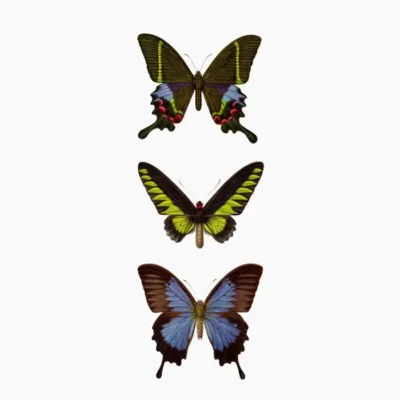 Butterflies