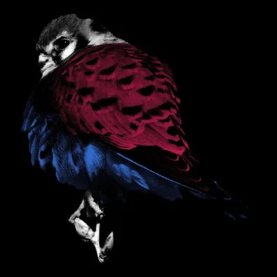 Red and Blue Bird