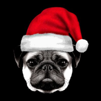 Holiday house pug