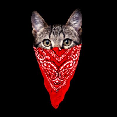 Gangster cat