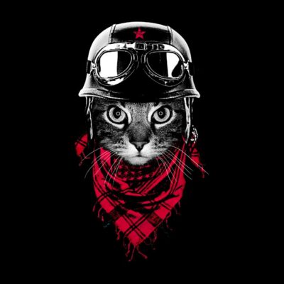 Adventurer cat
