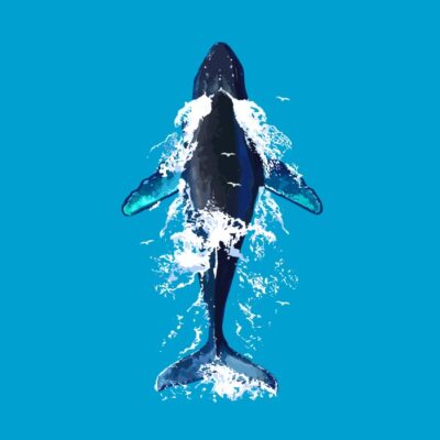 Humpback whale in ocean